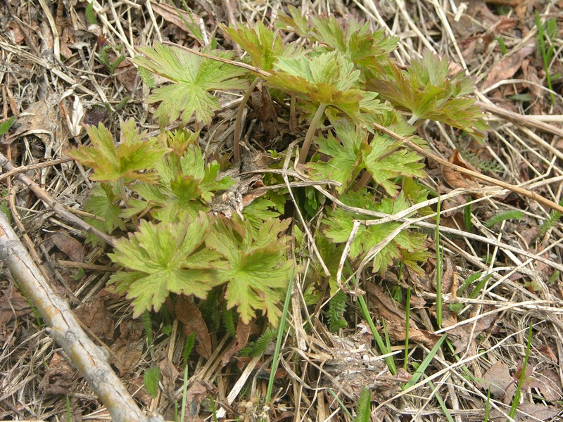 Image of Geranium erianthum specimen.