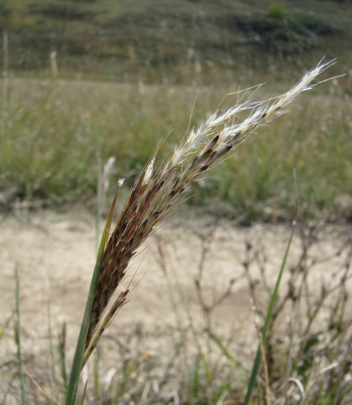 Изображение особи Bothriochloa ischaemum.