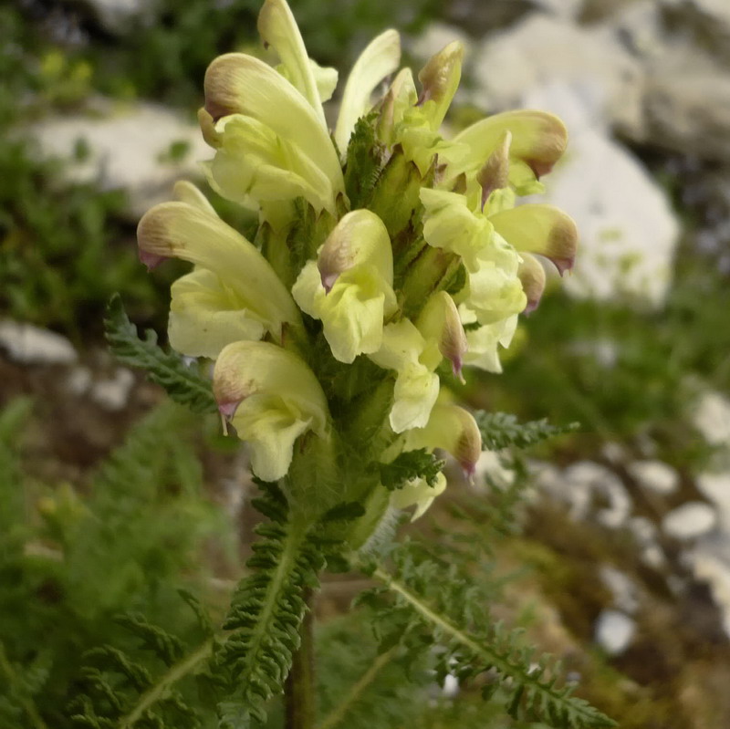 Image of Pedicularis chroorrhyncha specimen.