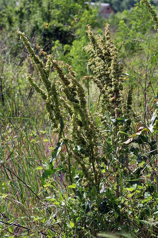 Image of Rumex patientia ssp. orientalis specimen.