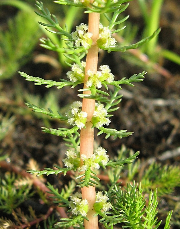 Image of Myriophyllum verticillatum specimen.