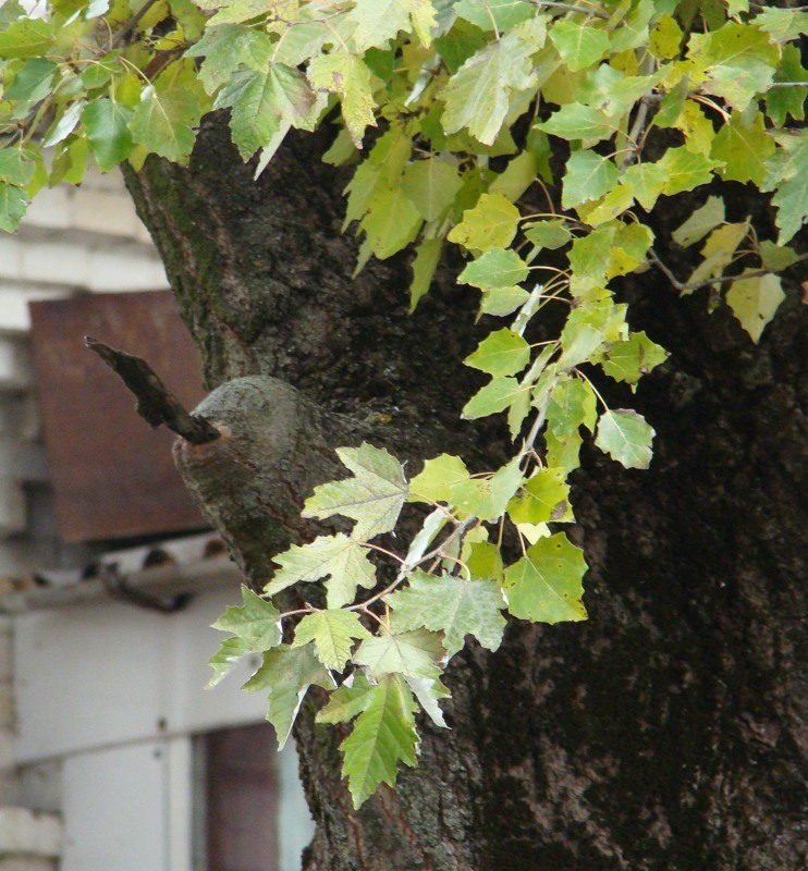 Image of genus Populus specimen.