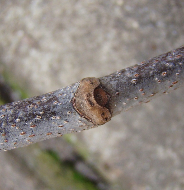 Image of Acer pseudoplatanus specimen.