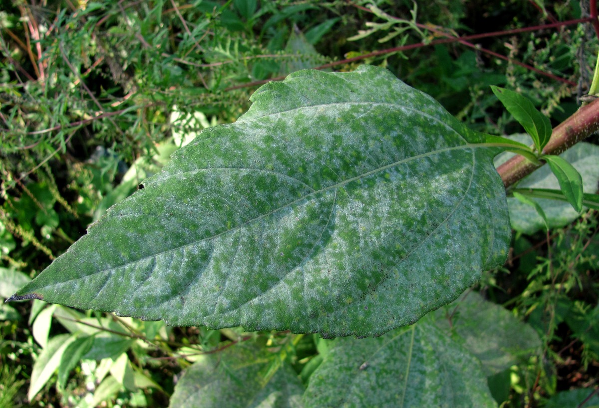 Image of Helianthus tuberosus specimen.