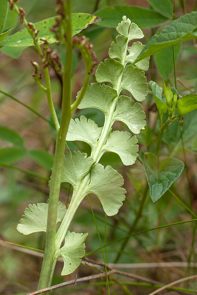 Изображение особи Botrychium lunaria.