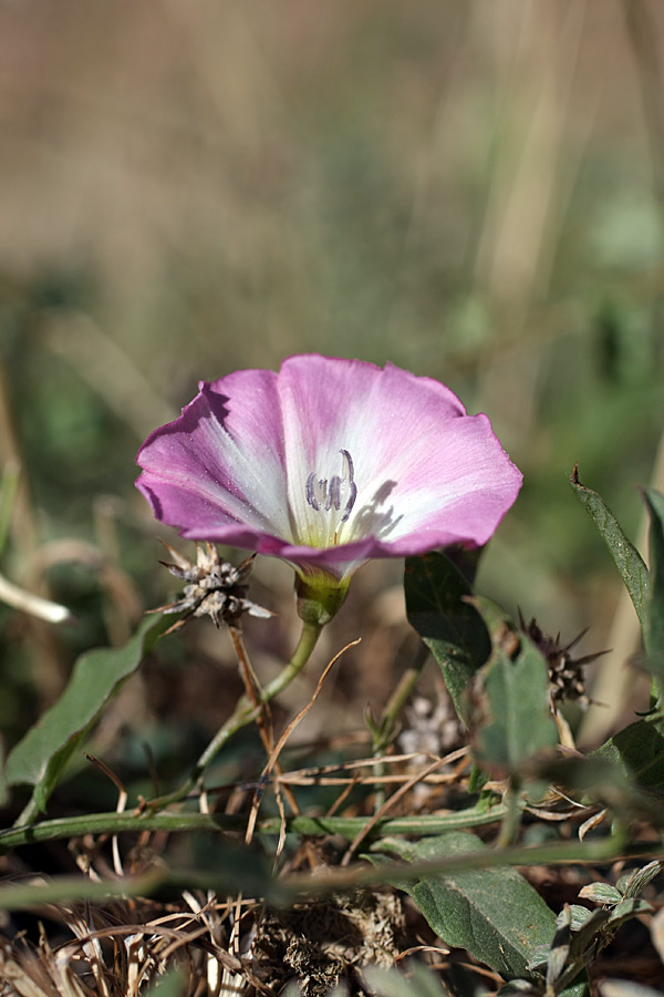 Image of Convolvulus arvensis specimen.