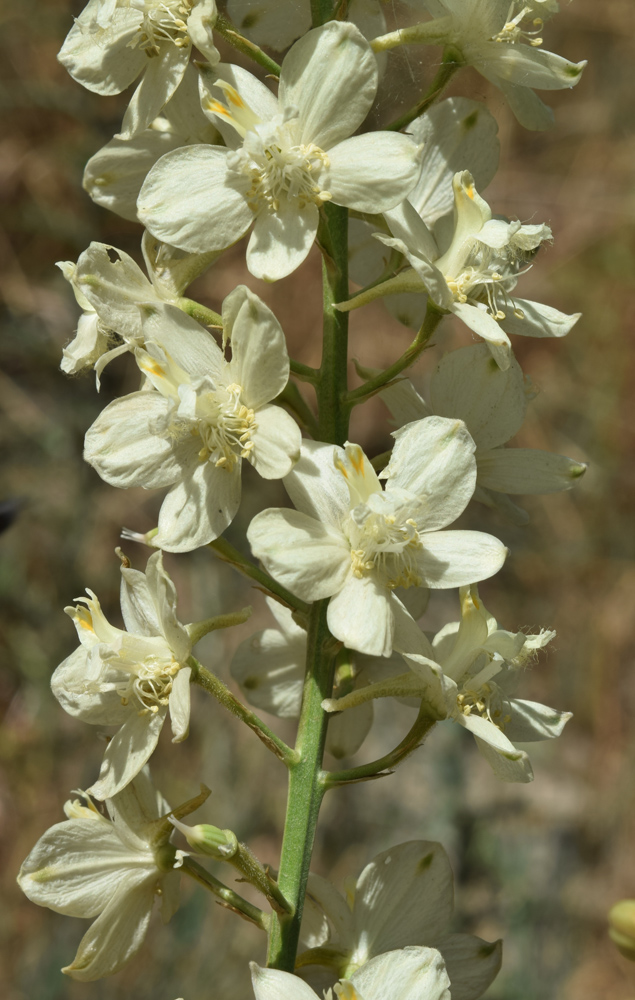 Изображение особи Delphinium semibarbatum.