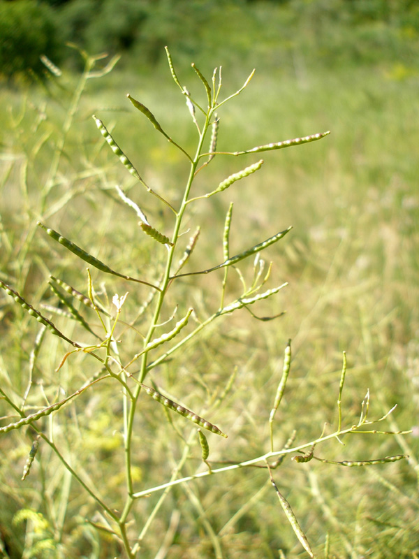 Image of Erucastrum armoracioides specimen.