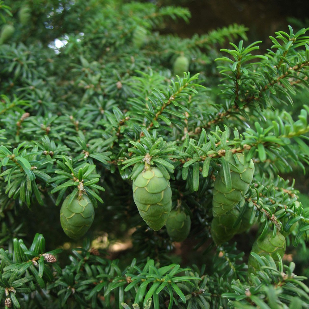 Image of Tsuga diversifolia specimen.