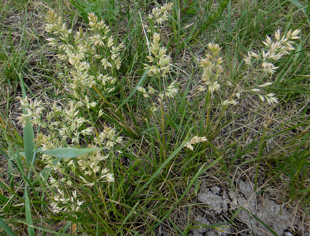 Image of genus Poa specimen.