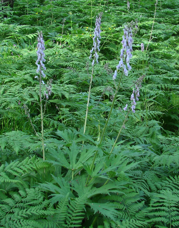 Image of Aconitum septentrionale specimen.