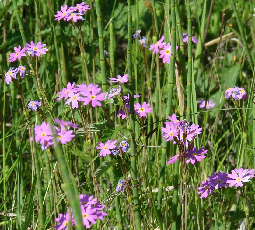 Изображение особи Primula nutans.