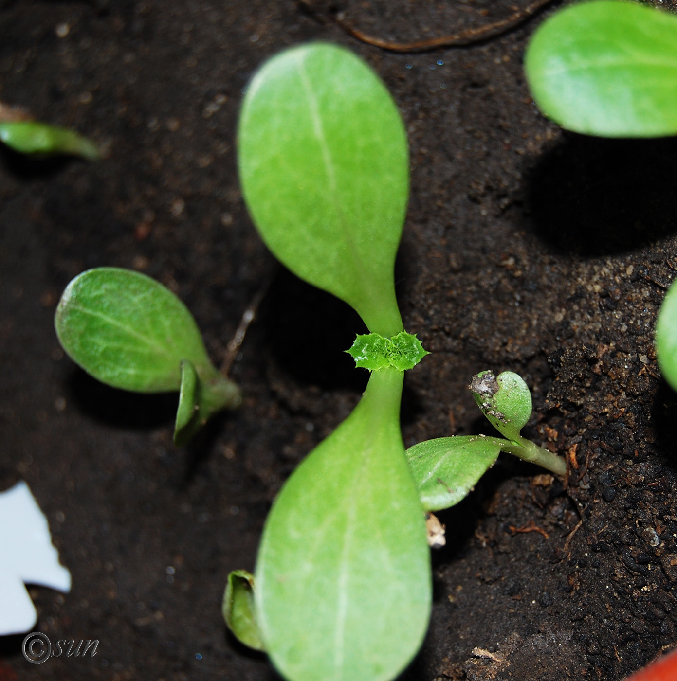 Image of Silybum marianum specimen.