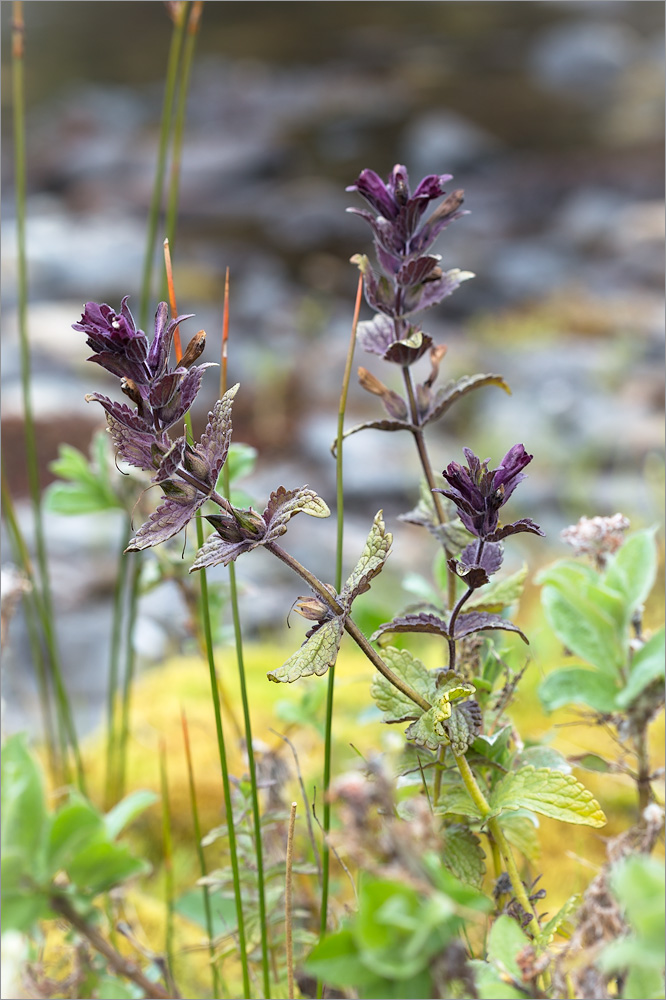 Image of Bartsia alpina specimen.