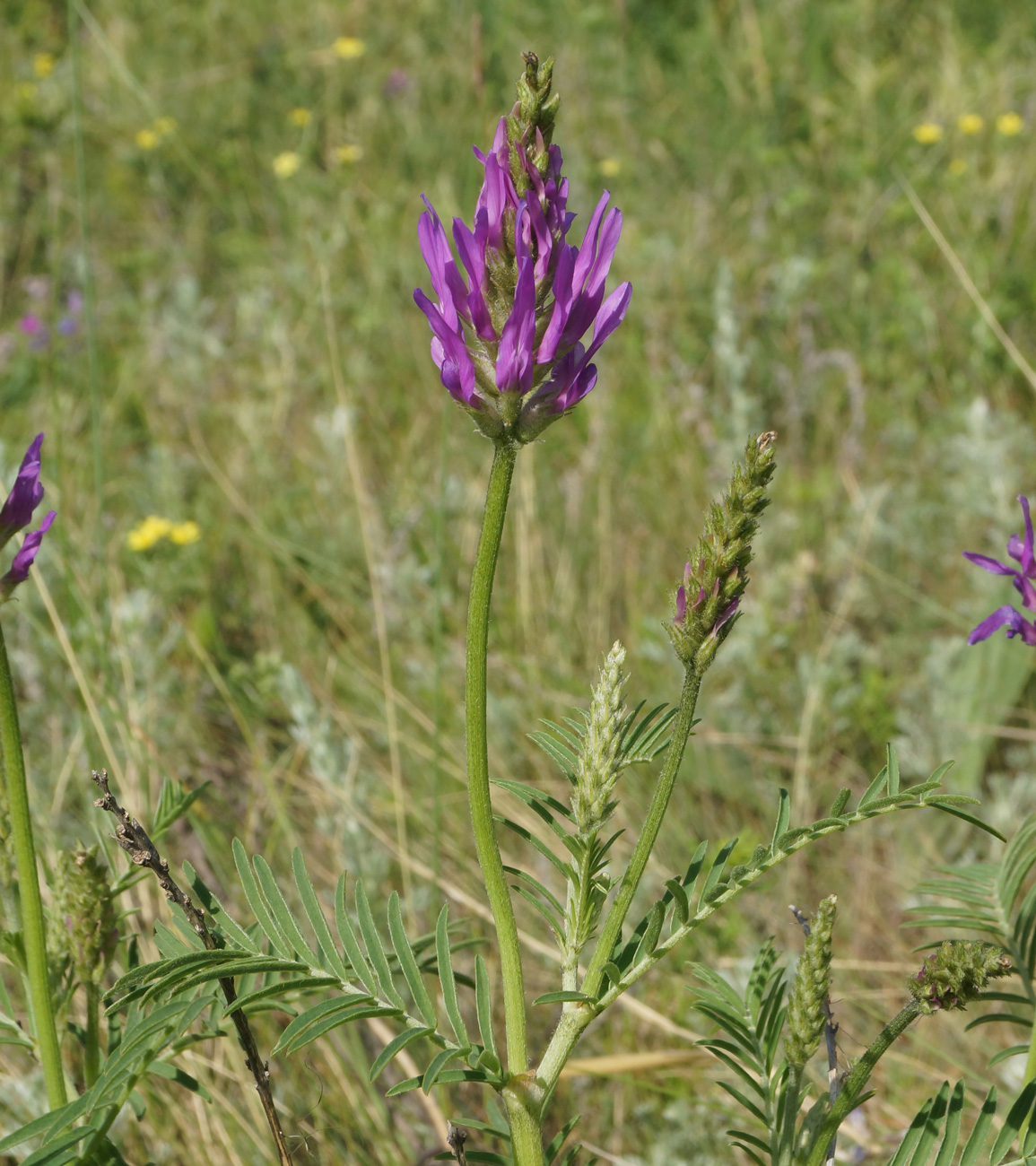 Изображение особи Astragalus onobrychis.