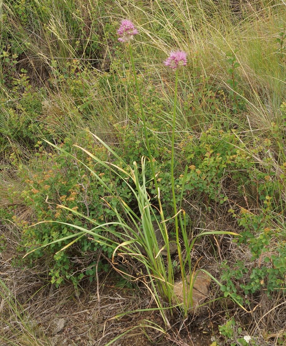 Image of Allium lineare specimen.