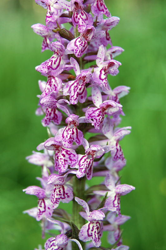 Image of Dactylorhiza &times; kerneriorum specimen.