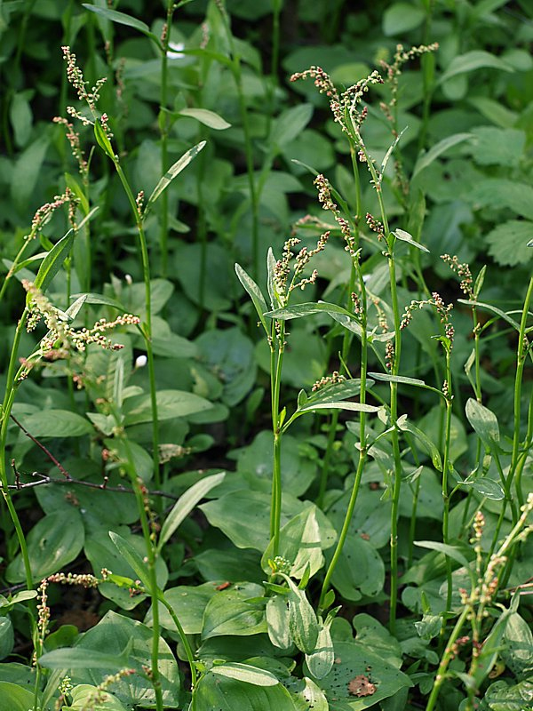 Image of Rumex acetosella specimen.