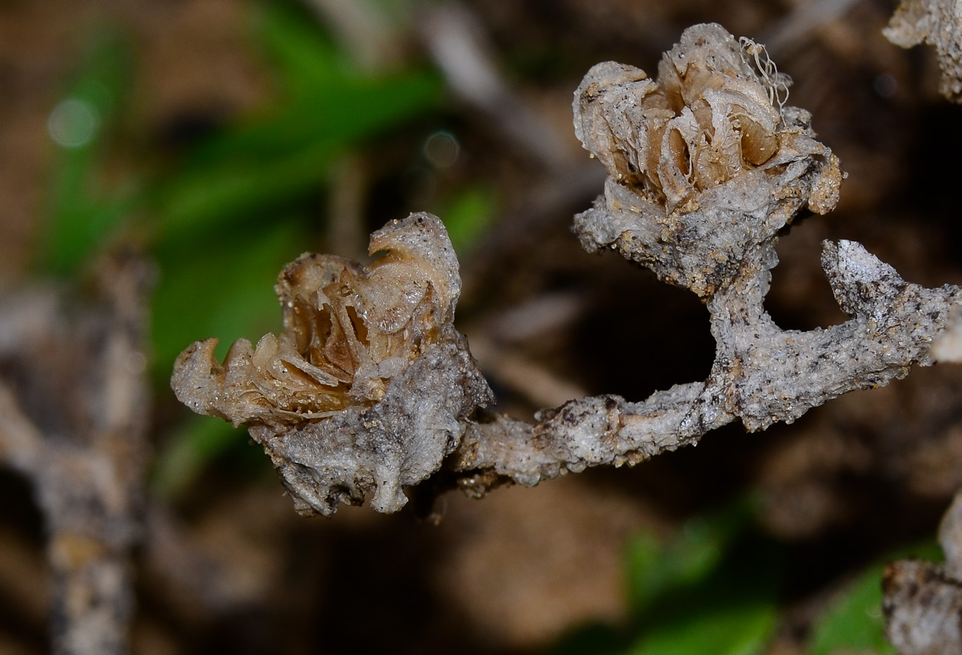 Image of Mesembryanthemum crystallinum specimen.