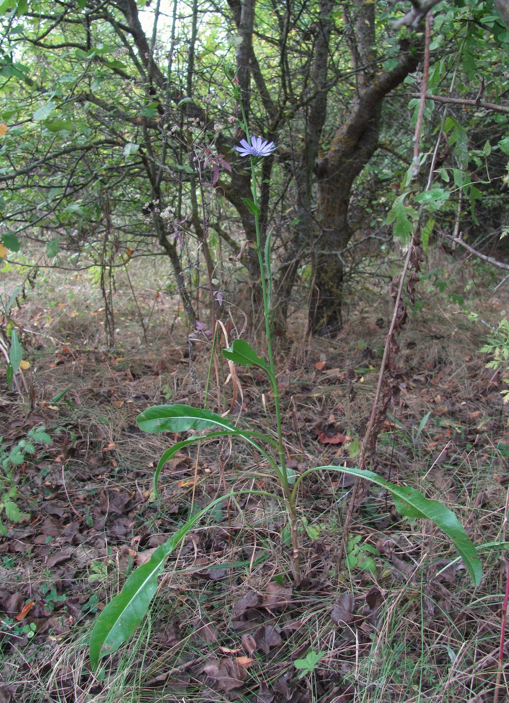 Image of Cichorium intybus specimen.