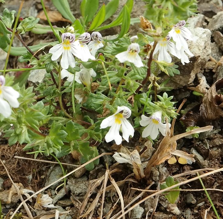 Image of Euphrasia alboffii specimen.