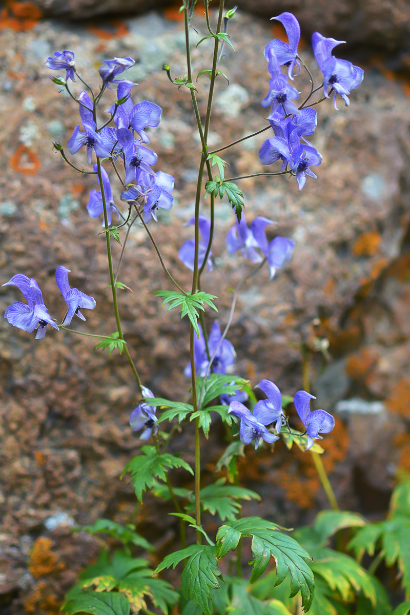 Image of Aconitum nemorum specimen.