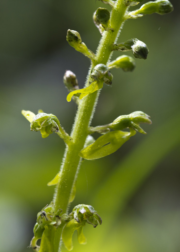 Image of Listera ovata specimen.