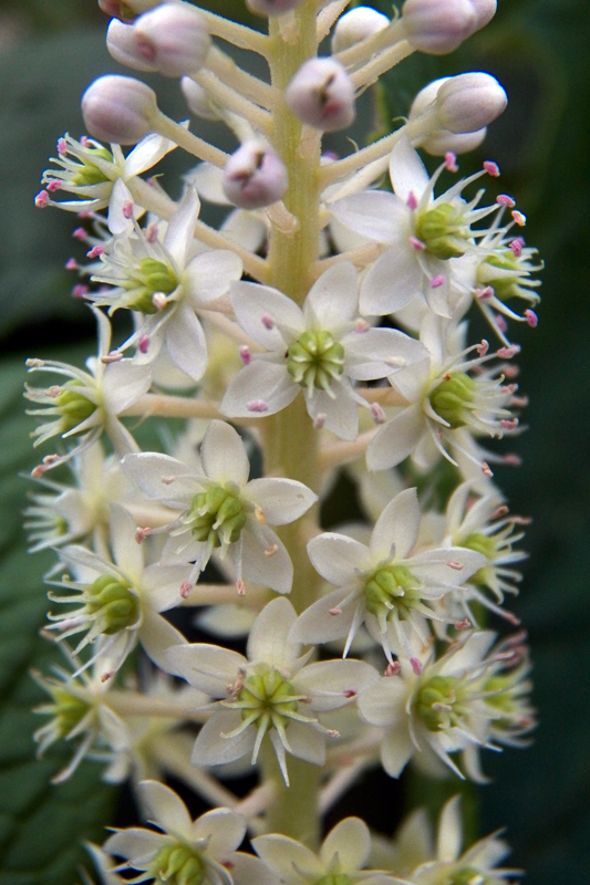 Image of Phytolacca acinosa specimen.