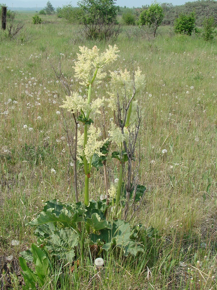 Изображение особи Rheum rhabarbarum.