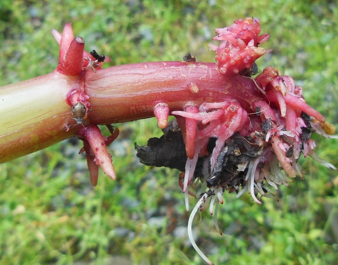 Image of Impatiens glandulifera specimen.