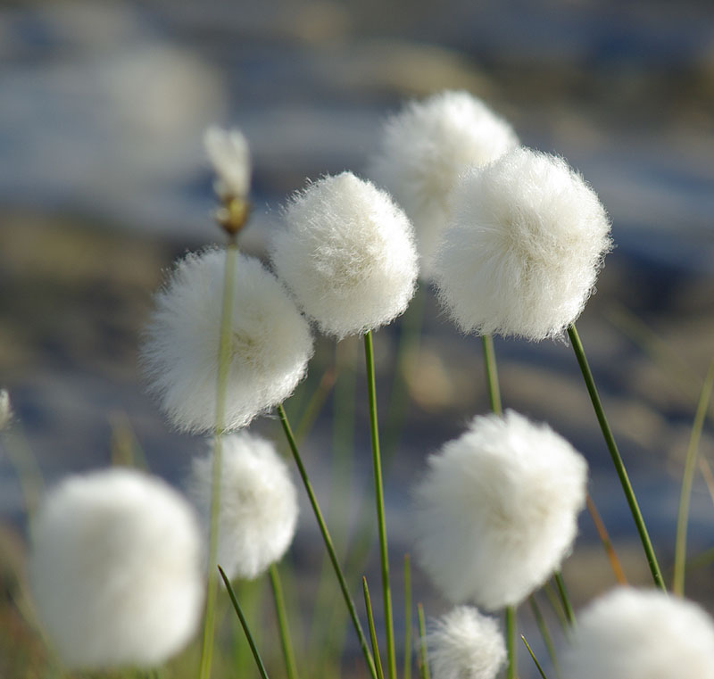 Изображение особи Eriophorum scheuchzeri.