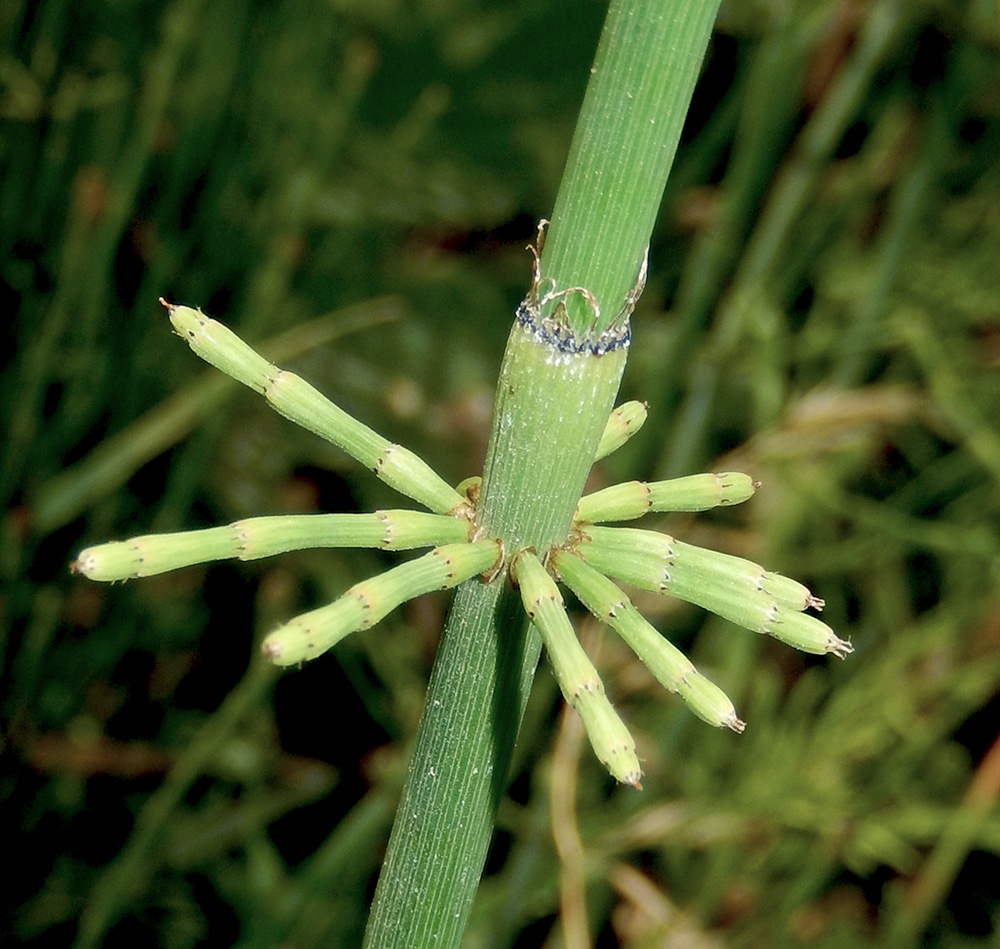 Image of Equisetum ramosissimum specimen.