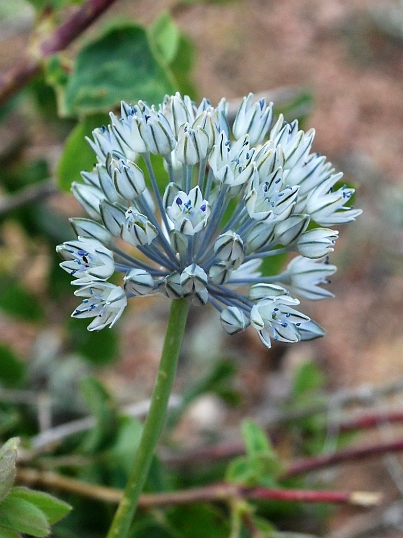 Image of Allium caesium specimen.