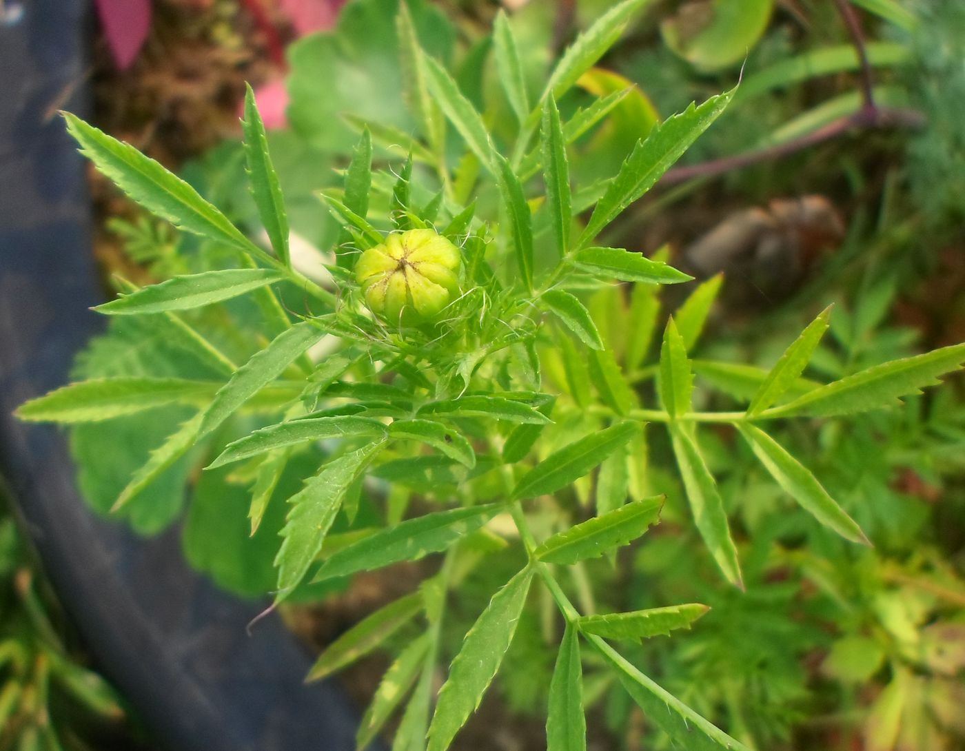 Изображение особи Tagetes erecta.