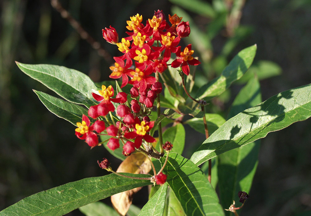 Image of Asclepias curassavica specimen.