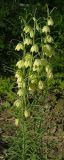 Fritillaria thunbergii