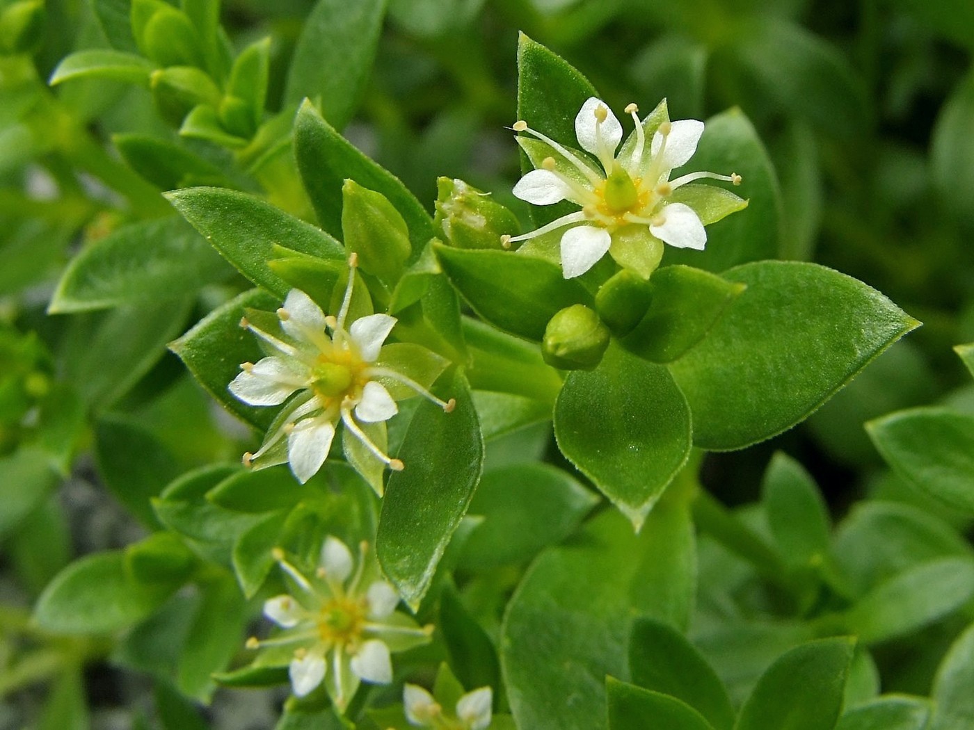 Изображение особи Honckenya peploides ssp. major.