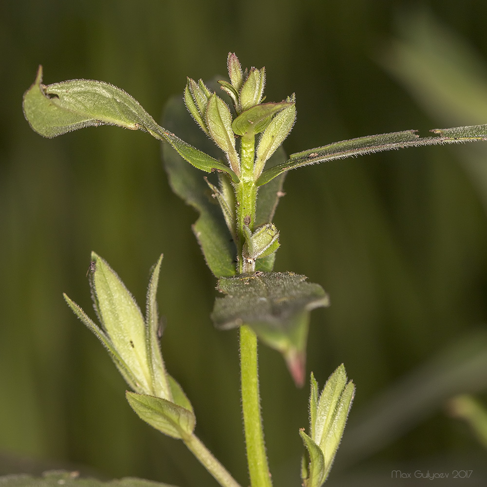 Image of genus Lythrum specimen.