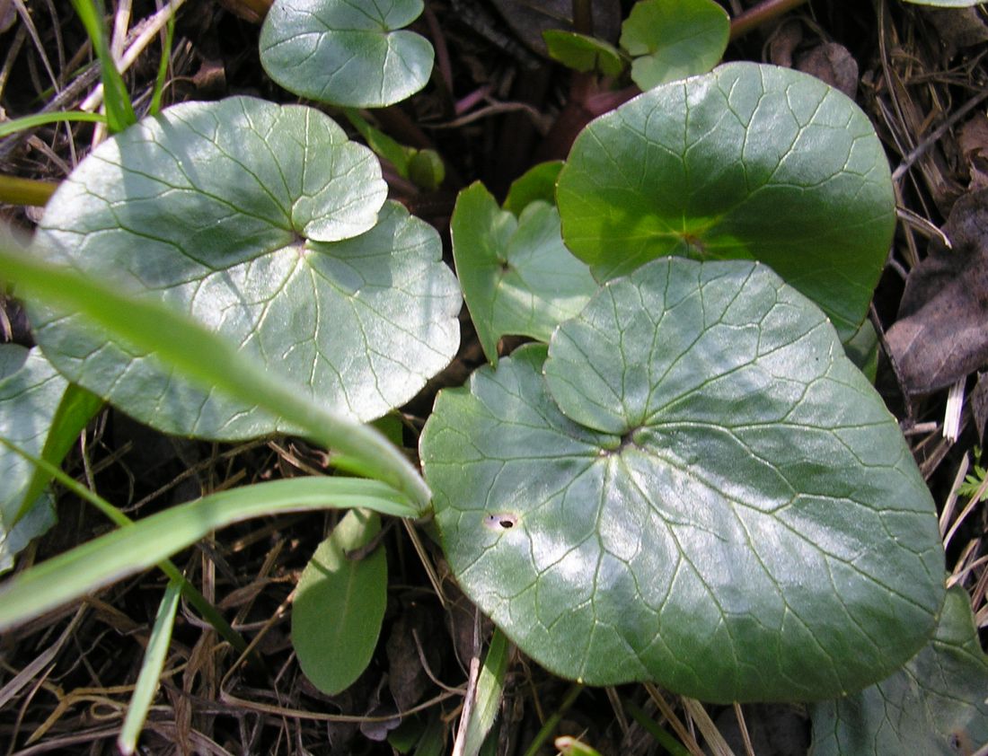 Image of Ficaria calthifolia specimen.