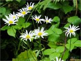 Leucanthemum waldsteinii. Верхушки цветущих побегов на фоне листьев Rubus. Украина, Ивано-Франковская обл., Болеховский горсовет, Козакивский сельсовет, окр. с. Козакивка, урочище Бассарабка, опушка леса. 16.07.2017.