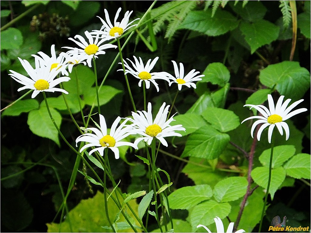 Image of Leucanthemum waldsteinii specimen.