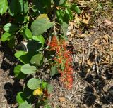 Combretum microphyllum