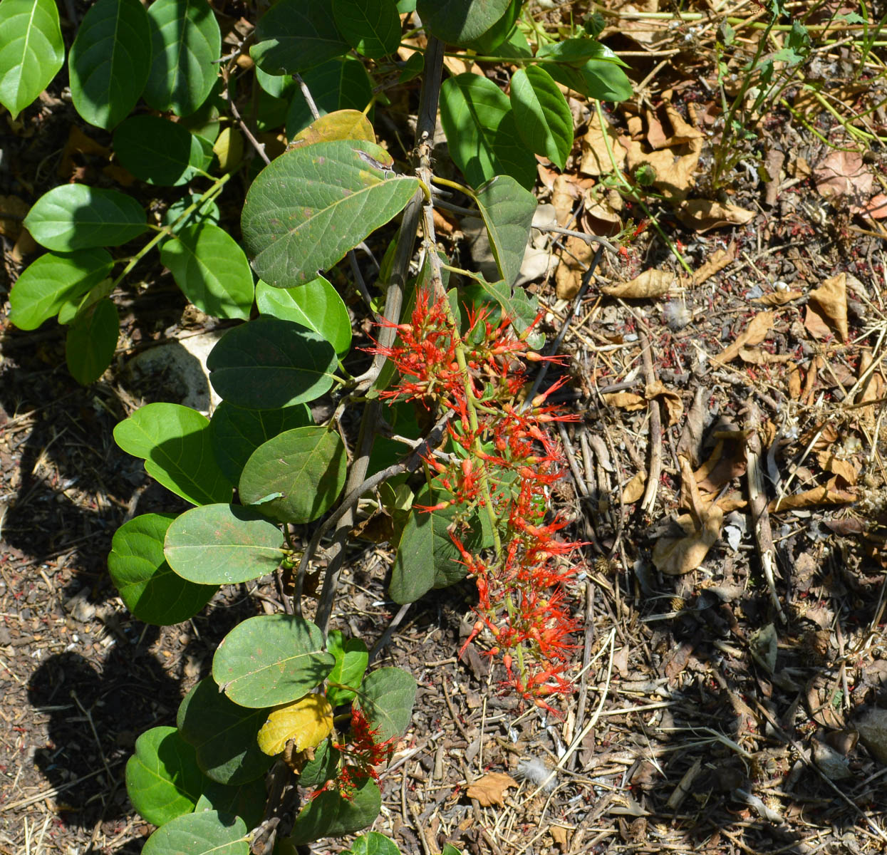 Image of Combretum microphyllum specimen.