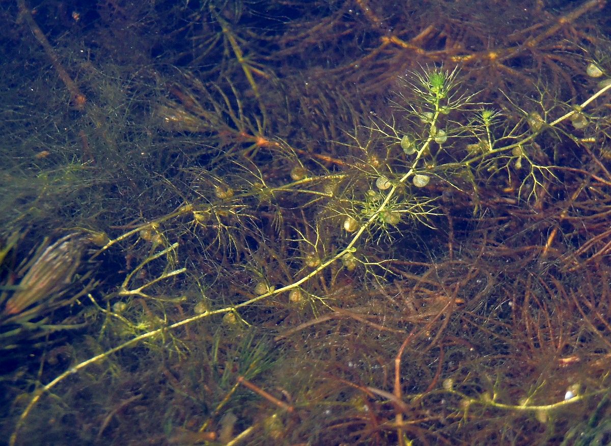 Изображение особи Utricularia vulgaris.