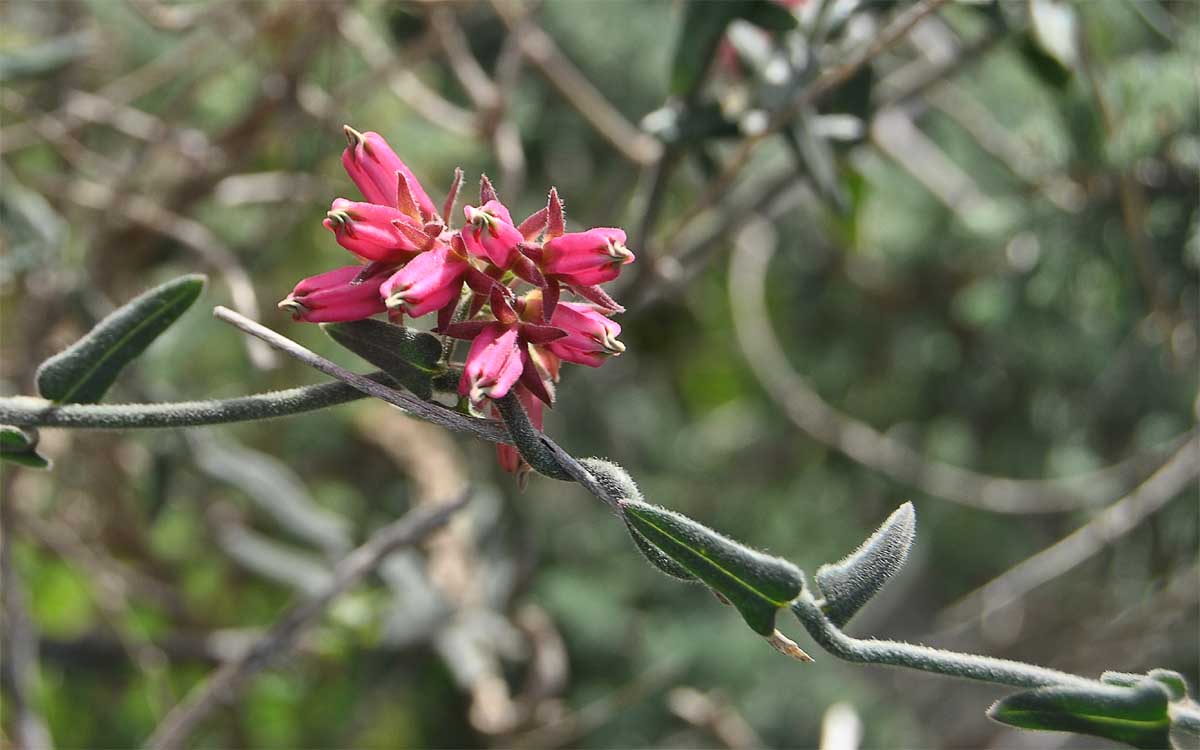 Image of Microloma sagittatum specimen.