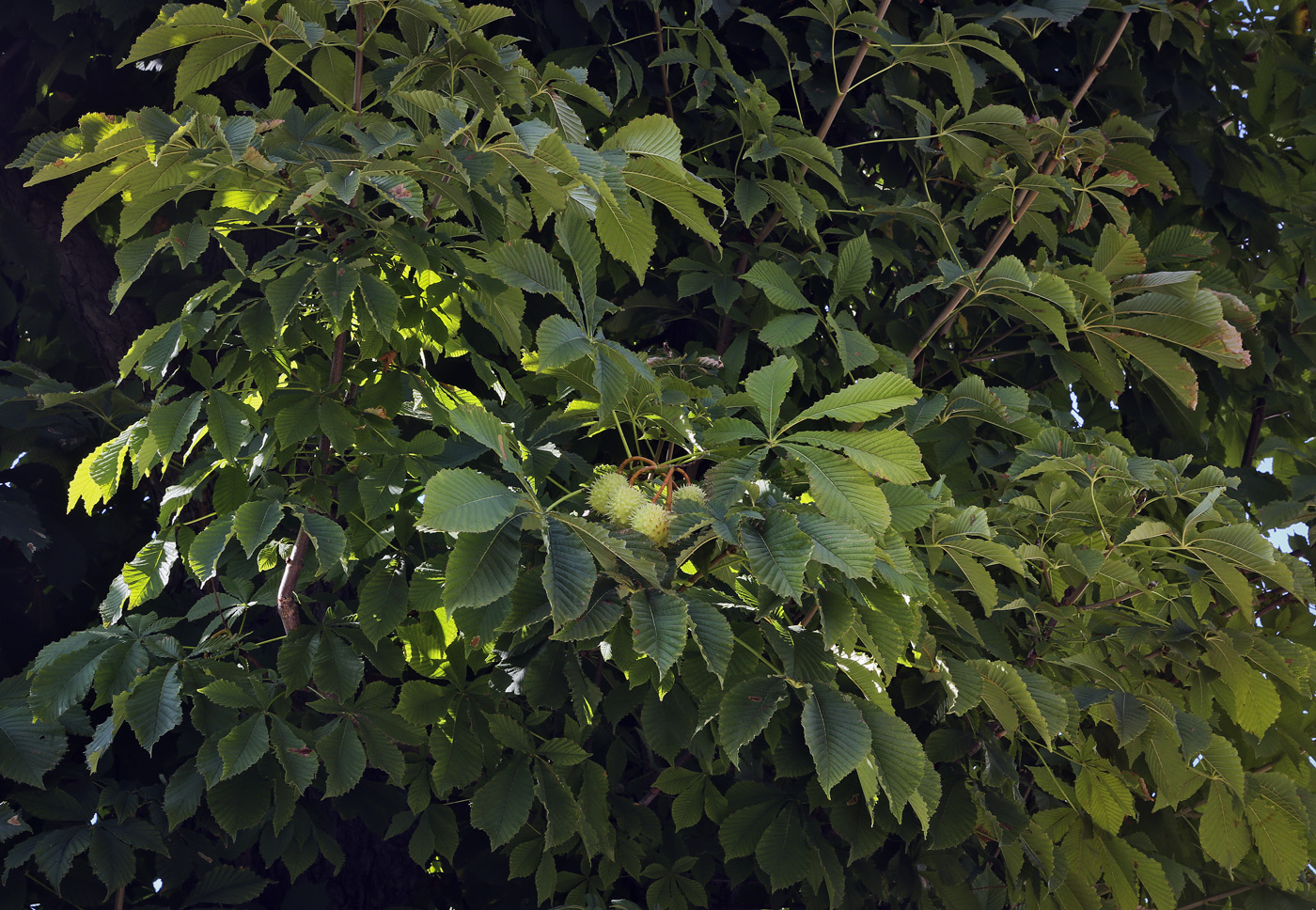 Image of Aesculus hippocastanum specimen.