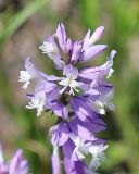 Polygala major