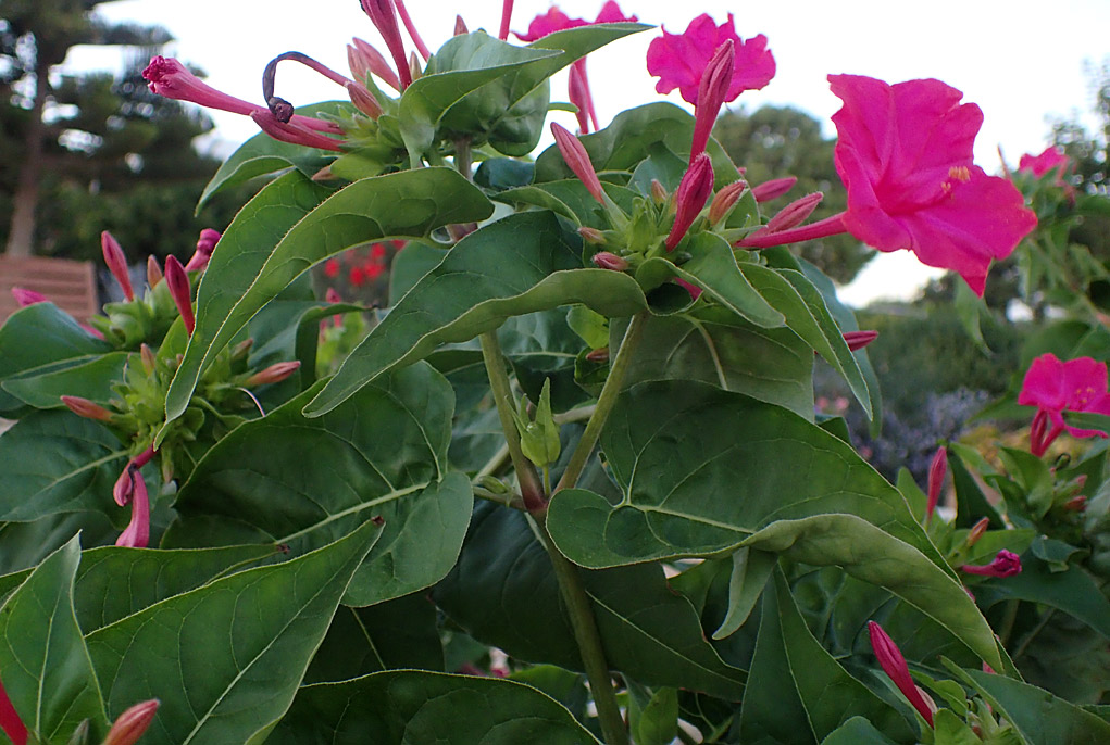 Изображение особи Mirabilis jalapa.