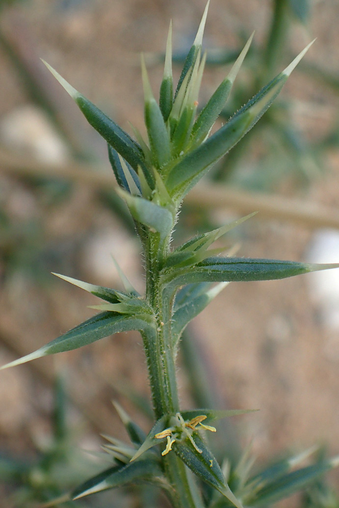 Image of Salsola tragus specimen.