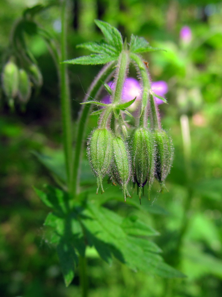 Image of Geranium sylvaticum specimen.